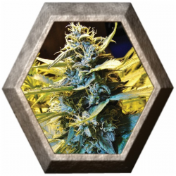 Northern Hog Auto 2 semillas TH Seeds TH SEEDS TH SEEDS