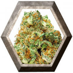 Turbo Bud 3 semillas Auto HeavyWeight Seeds HEAVYWEIGHT SEEDS HEAVYWEIGHT SEEDS