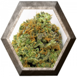 Wipeout Express 3 semillas Auto HeavyWeight Seeds HEAVYWEIGHT SEEDS HEAVYWEIGHT SEEDS