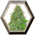 2 Fast 2 Vast 3 semillas Auto HeavyWeight Seeds