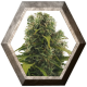 High Density 3 semillas Auto HeavyWeight Seeds HEAVYWEIGHT SEEDS HEAVYWEIGHT SEEDS