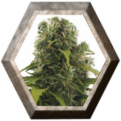 High Density 3 semillas Auto HeavyWeight Seeds HEAVYWEIGHT SEEDS HEAVYWEIGHT SEEDS