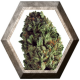 Budzilla 3 semillas HeavyWeight Seeds HEAVYWEIGHT SEEDS HEAVYWEIGHT SEEDS