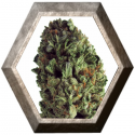 Budzilla 3 semillas HeavyWeight Seeds