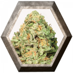 Fruit Punch 3 semillas HeavyWeight Seeds HEAVYWEIGHT SEEDS HEAVYWEIGHT SEEDS