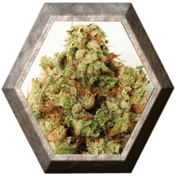 Green Ninja 3 semillas HeavyWeight Seeds HEAVYWEIGHT SEEDS HEAVYWEIGHT SEEDS