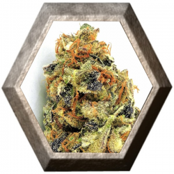 KO Kush 3 semillas HeavyWeight Seeds HEAVYWEIGHT SEEDS HEAVYWEIGHT SEEDS