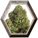 Midnight Mass 3 semillas HeavyWeight Seeds