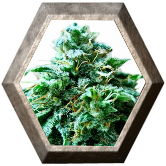 Super OG 3 semillas HeavyWeight Seeds HEAVYWEIGHT SEEDS HEAVYWEIGHT SEEDS