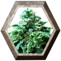 Super OG 3 semillas HeavyWeight Seeds