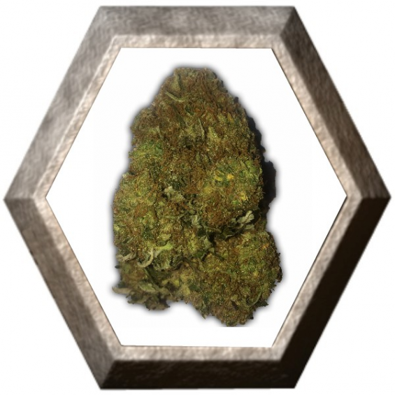 Skunky Monkey 3 semillas Auto HeavyWeight Seeds HEAVYWEIGHT SEEDS HEAVYWEIGHT SEEDS