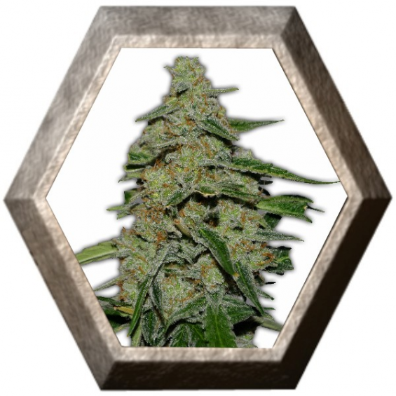 Lemon Cheesecake 3 semillas HeavyWeight Seeds HEAVYWEIGHT SEEDS HEAVYWEIGHT SEEDS