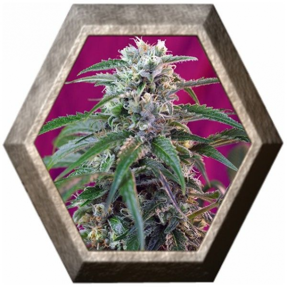 Green Poison Auto 3 semillas Sweet Seeds SWEET SEEDS  SWEET SEEDS