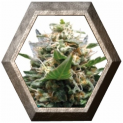 Royal Medic 1 semilla Royal Queen Seeds ROYAL QUEEN SEEDS ROYAL QUEEN SEEDS