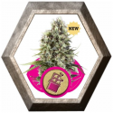 Chocolate Haze 1 semilla Royal Queen Seeds