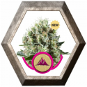 Critical Kush 1 semilla Royal Queen Seeds