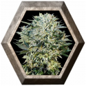 Sugar Gom Auto 1 semilla Grass O Matic Seeds