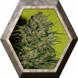 Monster 3 semillas Eva seeds EVA SEEDS EVA FEMALE SEEDS