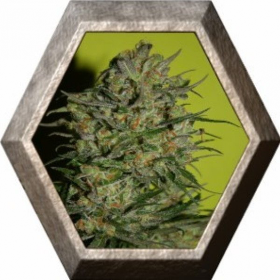 Monster 3 semillas Eva seeds EVA SEEDS EVA FEMALE SEEDS