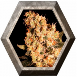 Jamaican Dream 3 semillas Eva seeds EVA SEEDS EVA FEMALE SEEDS