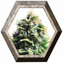 Pineapple Kush 1 semilla Royal Queen Seeds