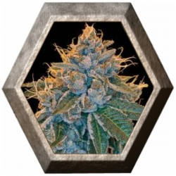 Kosher Kush 3 semillas DNA Seeds DNA GENETICS DNA GENETICS