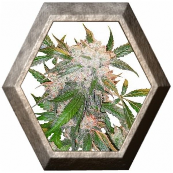 White Widow 3 semillas Dutch Passion Seeds DUTCH PASSION SEEDS DUTCH PASSION SEEDS