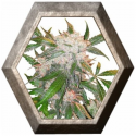 White Widow 3 semillas Dutch Passion Seeds