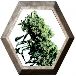 Northern Lights 5 x Haze 3 semillas Sensi Seeds SENSI SEEDS SENSI SEEDS