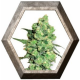 Super Skunk 3 semillas Sensi Seeds SENSI SEEDS SENSI SEEDS