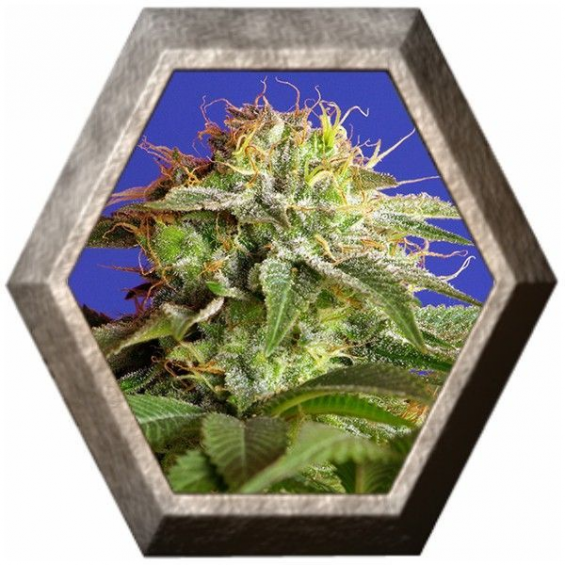 Green Poison 3 semillas Sweet seeds SWEET SEEDS  SWEET SEEDS