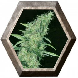 Somango 47 1 semilla Positronics Seeds POSITRONIC SEEDS POSITRONICS SEEDS