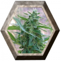 La Rica 3 semillas Elite Seeds