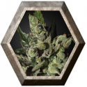 Exodus Cheese 1 semilla Green House Seeds