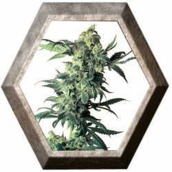 Northern Lights 3 semillas Sensi Seeds SENSI SEEDS SENSI SEEDS