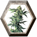 Northern Lights 3 semillas Sensi Seeds