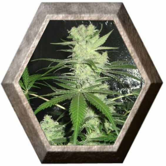 King Kong 2 semillas D.R. Underground DR.UNDERGROUND  D.R. UNDERGROUND FEMINIZED SEEDS