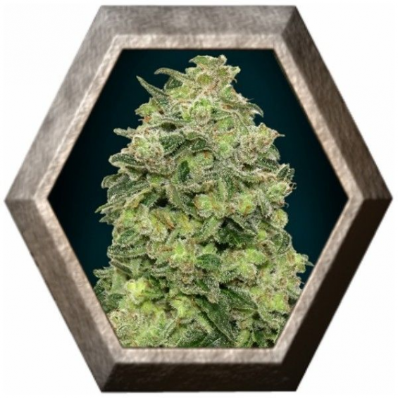 Auto Afghan Skunk 1 semilla Advanced Seeds ADVANCED SEEDS ADVANCED SEEDS