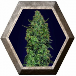 Skunk Mass Auto 1 semilla Advanced Seeds ADVANCED SEEDS ADVANCED SEEDS