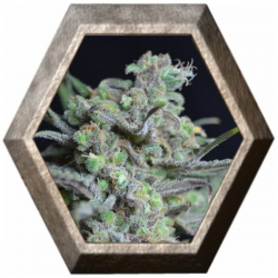 Critical 1 semilla CBD Classic Seeds CBD SEEDS CBD SEEDS