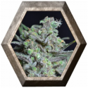 Critical 1 semilla CBD Classic Seeds