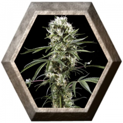 Super Lemon Haze 1 semilla Green House Seeds GREEN HOUSE SEEDS GREEN HOUSE SEEDS