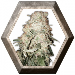 Gold Mine 3 semillas HeavyWeight Seeds HEAVYWEIGHT SEEDS HEAVYWEIGHT SEEDS