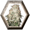 Gold Mine 3 semillas HeavyWeight Seeds