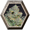 Cheese 1 semilla CBD Classic Seeds