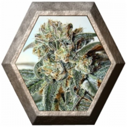 Zombie Kush 1 semilla Ripper Seeds RIPPER SEEDS RIPPER SEEDS