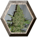 Orange Bud 3 semillas Dutch Passion Seeds