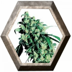 Super Skunk Regular 10 semillas Sensi Seeds SENSI SEEDS SENSI SEEDS