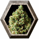 Critical Kush 1 semilla Barney´s Farm Seeds BARNEY´S FARM SEEDS  BARNEY´S FARM