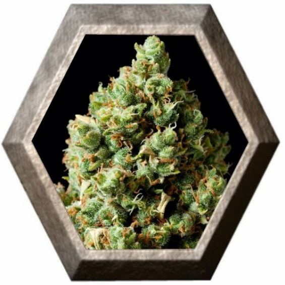 Critical Kush 1 semilla Barney´s Farm Seeds BARNEY´S FARM SEEDS  BARNEY´S FARM